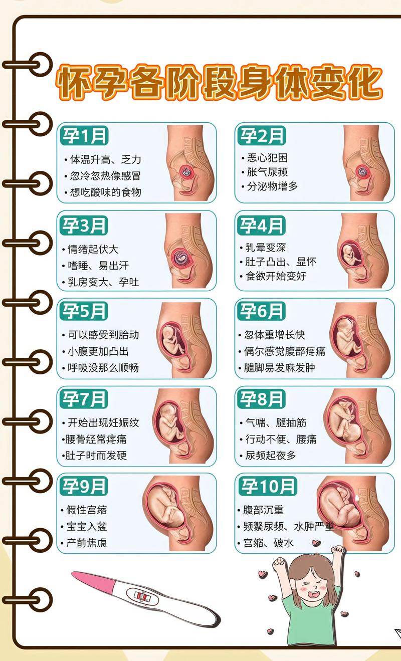 揭秘供卵代孕妈妈怀孕小腹分两节，孕期变化的奥秘澄迈代生机构: